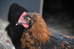 Twee Marans koperhalshanen, Dieren en Toebehoren, Pluimvee, Meerdere dieren, Kip
