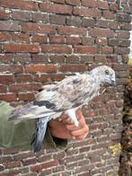 Jonge duiven in alle kleurslagen gratis, Dieren en Toebehoren, Vogels | Duiven, Meerdere dieren, Overige soorten