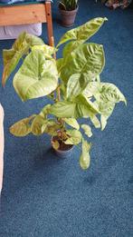 Syngonium, Huis en Inrichting, Ophalen, Overige soorten, Halfschaduw, In pot