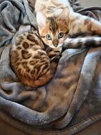 Bengaal kitten raszuiver met stamboom, Dieren en Toebehoren, Katten en Kittens | Raskatten | Korthaar, Poes, Gechipt, 0 tot 2 jaar