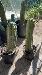 Echinopsis pachanoi/San pedro stek geworteld, Huis en Inrichting, Bloeiende kamerplant, Ophalen of Verzenden, Cactus, Volle zon
