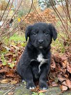 Friese Stabij x Golden Retriever pups uit HD ED vrije ouders, Nederland, Overige rassen, 8 tot 15 weken, CDV (hondenziekte)