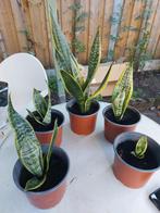 5 Sansevieria Vrouwentong - Diverse Maten, Ophalen, Overige soorten, Halfschaduw, In pot