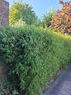 Bamboe met certificaat, Tuin en Terras, Planten | Struiken en Hagen, Ophalen, Bamboe, 250 cm of meer