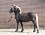 Schwarzwalder fuchs hengst, Dieren en Toebehoren, Paarden, Hengst, Minder dan 160 cm, 0 tot 2 jaar