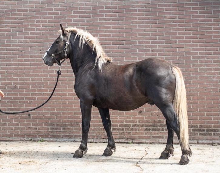 Schwarzwalder fuchs merrie/ hengst, Dieren en Toebehoren, Paarden, Hengst, Minder dan 160 cm, 0 tot 2 jaar