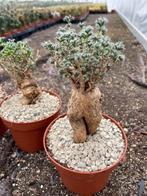 Caudex Trichodiadema Bulbosum uit Zuid Afrika 12 cm pot, Overige soorten, Ophalen of Verzenden, In pot, Minder dan 100 cm