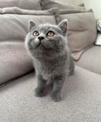 Britse Korthaar Vrouwelijk Kitten te Koop, Poes, Ontwormd