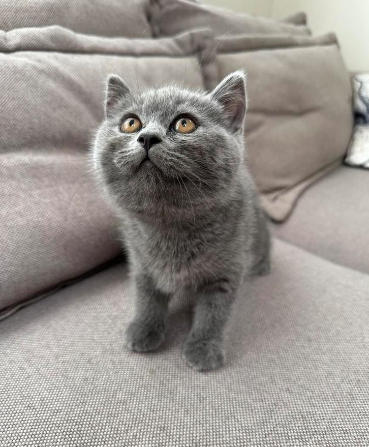 Britse Korthaar Vrouwelijk Kitten te Koop, Dieren en Toebehoren, Katten en Kittens | Raskatten | Korthaar, Poes, Ontwormd