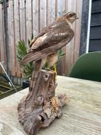 Opgezette vogel taxidermie mancave, Ophalen of Verzenden, Zo goed als nieuw, Vogel, Opgezet dier