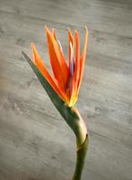 Silk-Ka kunstbloem Strelitzia oranje 95 cm, Ophalen of Verzenden, Nieuw, Binnen