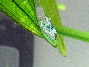 Neocaridina garnaaltjes per 10 stuks beschikbaar voor biedingen