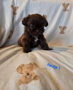 Mooie Shih tzu puppies, Dieren en Toebehoren, Honden | Chihuahua's en Gezelschapshonden, 8 tot 15 weken, Meerdere, Nederland, Particulier