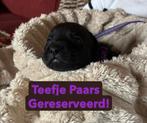 Prachtige puppy’s te koop – Staffador / Labrastaff, 8 tot 15 weken, CDV (hondenziekte), Meerdere, Meerdere dieren