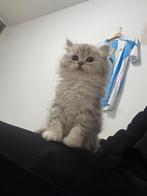 Kittens te koop, Dieren en Toebehoren, Meerdere dieren, 0 tot 2 jaar