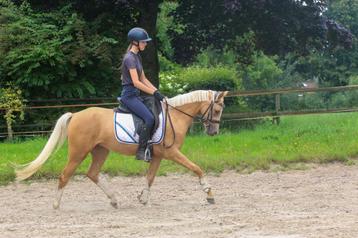 De ultieme kinderpony beschikbaar voor biedingen