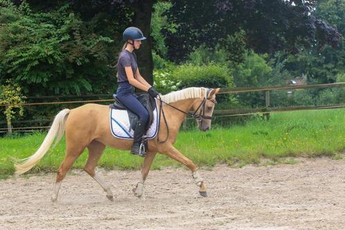 De ultieme kinderpony, Dieren en Toebehoren, Pony's, Merrie, B, D pony (1.37m tot 1.48m), Recreatiepony, 3 tot 6 jaar, Met stamboom