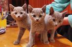 Blauwe Rus kittens, Poes, Gechipt, 0 tot 2 jaar