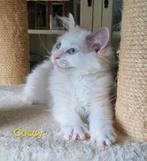 Ragdoll kitten & Poes, Dieren en Toebehoren, Kater, Gechipt