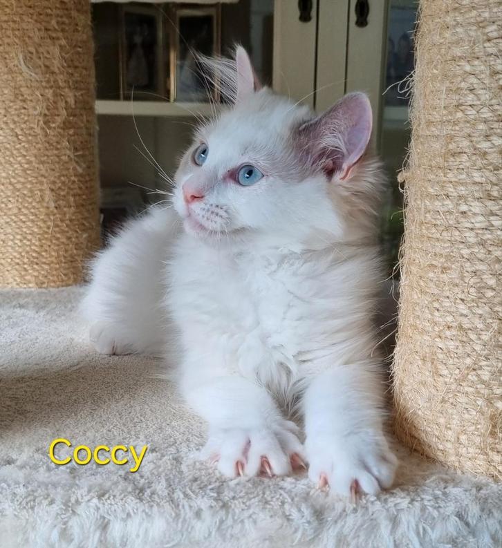 Ragdoll kitten & Poes, Dieren en Toebehoren, Katten en Kittens | Raskatten | Langhaar, Kater, Gechipt, Ontwormd, Ingeënt