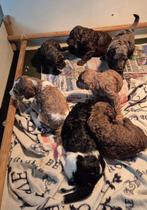 Schitterende grote poedel pups, diverse kleuren, Dieren en Toebehoren, Honden | Chihuahua's en Gezelschapshonden, Poedel, 8 tot 15 weken