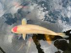 Tancho kohaku 50 cm, Dieren en Toebehoren, Vissen | Vijvervissen, Karper of Koi