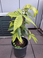 Pachira Aquatica (Geldboom) in pot, Overige soorten, Vaste plant, Ophalen of Verzenden, Bloeit niet