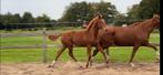 Te koop: KWPN-hengstveulen Blue Horse Zackerey x Vivaldi, Dieren en Toebehoren, Paarden, Minder dan 160 cm, Niet van toepassing