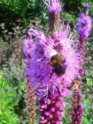 Liatris spicata (Lampenpoetser of knopige slangenwortel) beschikbaar voor biedingen