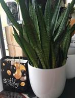 bio Sanseveria Fernwood Mikado luchtzuivering 72cm groot, Overige soorten, In pot, Minder dan 100 cm, Bloeiende kamerplant