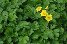 Waldsteinia ternata goud aardbei. Goede bodembedekker, Tuin en Terras, Planten | Tuinplanten, Vaste plant, Bodembedekkers, Halfschaduw