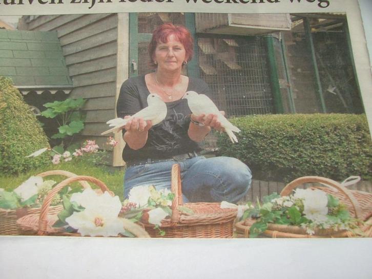 Witte postduiven TE HUUR 2 duiven 15 euro, Dieren en Toebehoren, Vogels | Duiven, Postduif, Meerdere dieren