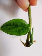 Monstera peru stekje, Huis en Inrichting, Kamerplanten, Overige soorten, Minder dan 100 cm, Groene kamerplant, Halfschaduw