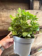 Pachysandra / schaduwplant, Tuin en Terras, Ophalen, Zomer, Halfschaduw