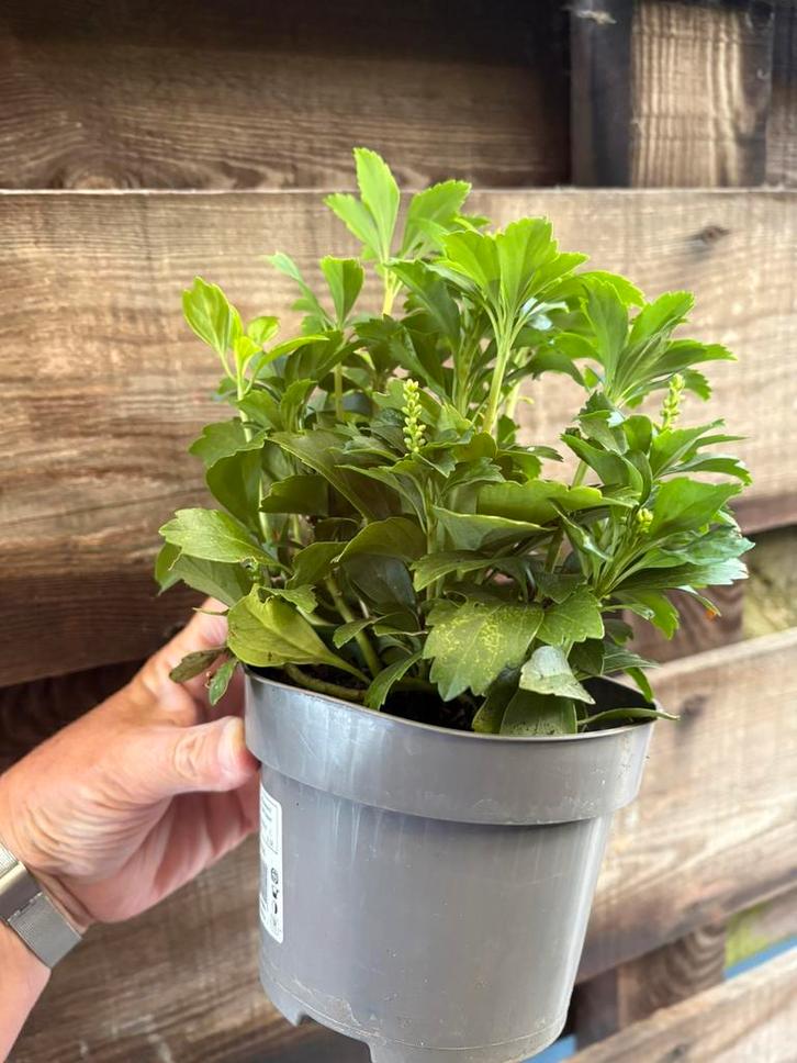 Pachysandra / schaduwplant, Tuin en Terras, Planten | Tuinplanten, Halfschaduw, Zomer, Ophalen