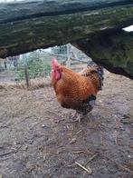 Gratis 2 hanen, Mannelijk, Kip