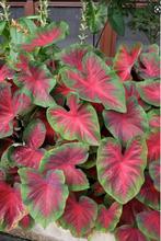 Caladium knollen - 22 verschillende soorten, Ophalen of Verzenden, Overige soorten, Minder dan 100 cm