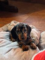 gladhaar dwergteckel x kaninchen  teefje beschikbaar teckel, Dieren en Toebehoren, Honden | Teckels en Dashonden, CDV (hondenziekte)