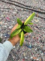 Anthurium vittariifolium variegata #2, Ophalen of Verzenden