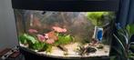 Juwel vision 180l compleet Aquarium, Dieren en Toebehoren, Vissen | Aquaria en Toebehoren, Ophalen, Gebruikt, Gevuld zoetwateraquarium