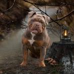 Old English Bulldog teef, Dieren en Toebehoren, Honden | Bulldogs, Pinschers en Molossers, Nederland, CDV (hondenziekte), Teef