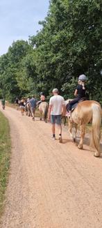 gezocht Instructrice Paardrijden, Paardrijles of Ponykampen