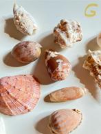 🔴 25x Diverse mooie SCHELPEN oa conus schelp, Verzamelen, Mineralen en Fossielen, Schelp(en), Ophalen of Verzenden