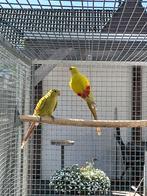 0-1 pastel bergparkieten., Vrouwelijk, Parkiet