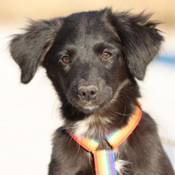 GaGa Animal Care - MANOR (kan eind Okt naar NL komen) beschikbaar voor biedingen