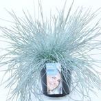 Festuca Glauca 'intense Blue' - Blauw Siergras g19979, Ophalen of Verzenden