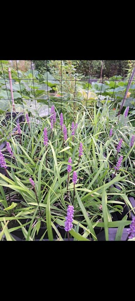 Paarse Liriope Moneymaker, Ophalen, Vaste plant, Siergrassen, Halfschaduw