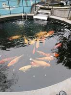 Koi karpers compleet met toebehoren, Dieren en Toebehoren, Vissen | Vijvervissen, Karper of Koi