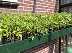 Diverse groente plantjes, Volle zon, Eenjarig, Zomer, Ophalen