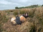 Super lieve varkentjes te koop, Meerdere dieren, Varken, 0 tot 2 jaar